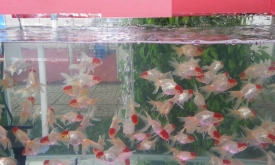 Red cap goldfish