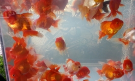 Red Oranda