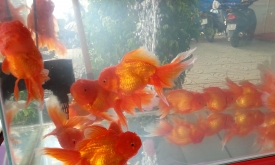 Red Oranda